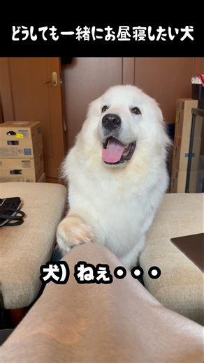 どうしても一緒に昼寝したい愛犬 #greatpyrenees #犬のいる生活 #大型犬のいる生活 #大型犬 #大型犬と暮らす #グレートピレニーズ #愛犬 #癒し #ゴールデンレトリバー