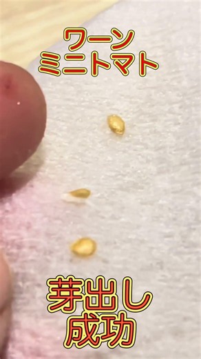 簡単！〇〇使って #自然栽培 #家庭菜園 ミニトマトの芽出し
