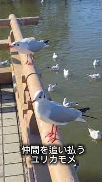 正月の鎌倉・鶴岡八幡宮に大群のカモメ襲来！