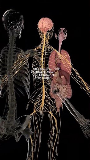 Human Nervous System in 3D | Nerves Revealed in a Transparent Skeleton 🧠