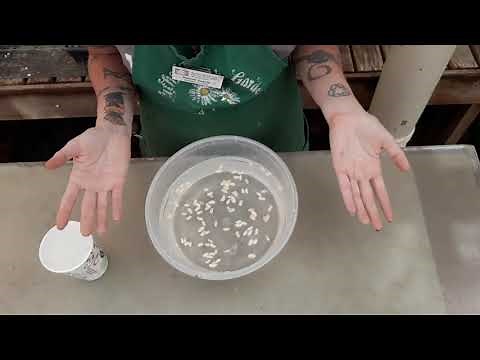 Seed Float Test for Viability