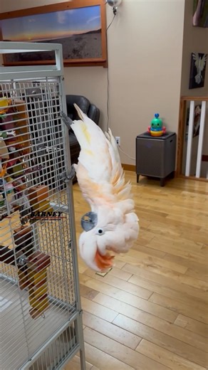 It’s Upside Down Barney! 😂🤣 #barneythewestcoastcockatoo #cockatoo
