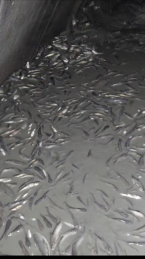 1.7M views · 20K reactions | #fishing #sea #Sundarbans | Fish Vally | Facebook