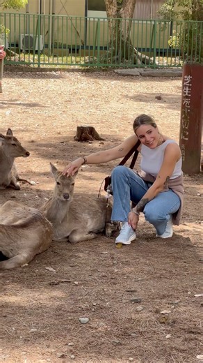 素敵な日本の体験 🦌💕 | かわいい鹿と魔法のような奈良公園の旅 🇯🇵🎌💖✨🌸 素敵な一日💕🦌🎌🌸