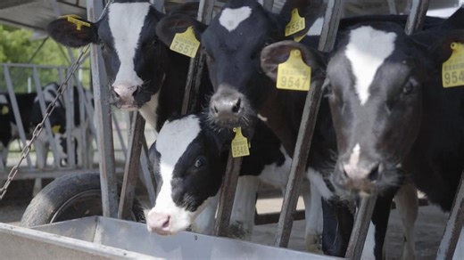 Bird flu strain found in wild birds detected in dairy cattle for 1st time