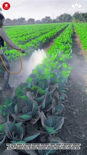 Vegetable Crop Spraying: Fine Mist Application with Backpack Sprayer