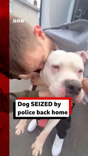 This is the moment a suspected banned dog breed was seized by police. Two dog owners are calling for more time to be given so people can prepare for the seizures and the checks done in their homes. Natasha Goodall says nine police officers came to her home in Swansea, comparing the moment her American bulldog Ralph was seized to having a "child ripped away". It took four days to confirm Ralph is not an XL bully. Another owner in Newport says his dogs were taken away for 12 days. South Wales Poli