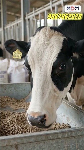 பசு பால் அளவு குறைவா இருக்கு? 🤔சாதாரண தீவனத்தை விட இப்போது Pellet Feed தான் அதிக சத்தான தீர்வு!