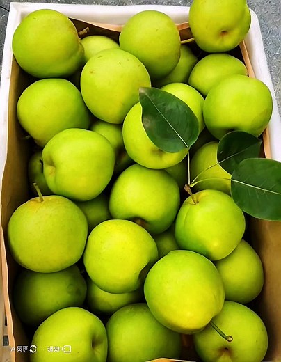 Apple Peacock: A Stunning Bird from Nature