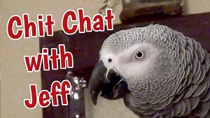 113K views · 5.7K reactions | Einstein parrot and Jeff are in the family room enjoying each other's company and having a pleasant conversation. Animal sounds, microwave sounds, popcorn, raspberries, and Elvis impersonation are the major topics. | Einstein the Talking Texan Parrot | Facebook