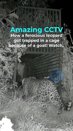 Exclusive CCTV | Leopard trapped in cage after being lured by a goat!
