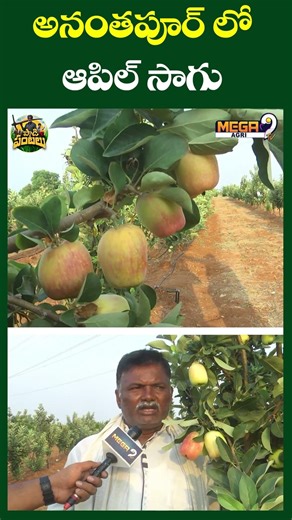 అనంతపూర్ లో ఆపిల్ సాగు | Apple Cultivation in Drought-Prone Anantapur | Mega9tv