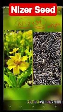 𝗨𝗣𝗦𝗖 𝗣𝗿𝗲𝗹𝗶𝗺𝘀: 𝗡𝗶𝘇𝗲𝗿 𝗦𝗲𝗲𝗱 𝘂𝗻𝗱𝗲𝗿 𝗠𝗦𝗣