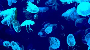 Download jellyfish glowing blue on a dark blue background for free