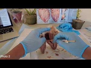 Lab Report Mammalian Heart Dissection