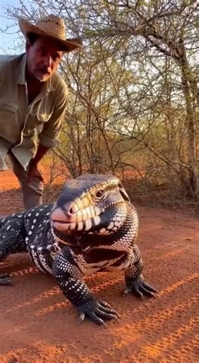 Giant Tegu Lizard Up Close! 🦎 Calm Interaction in the Wild