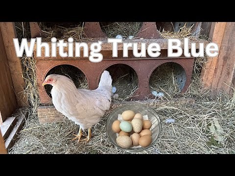 Whiting True Blue - Breed Spotlight #chickens #homestead #backyardchickens #homesteading