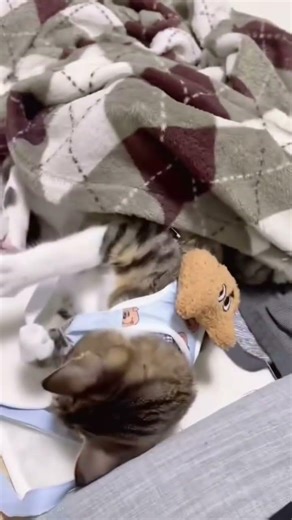 初めてリードをつけたみとんくん。 #みとん #保護猫 #保護猫のいる暮らし #リード #保護猫と暮らす