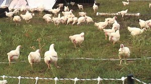 Free Range Chicken Slaughter