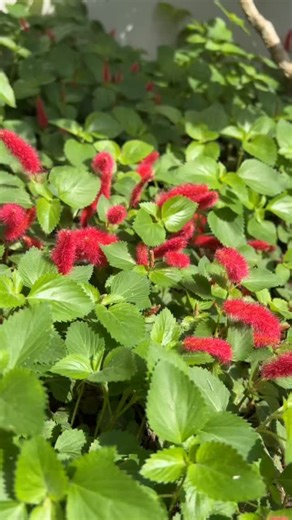 Um jardim para Cuidar | Rabo de gato ou também chamado de ACALYPHA REPTANS! Essa plantinha é antiga, mas será que tem alguém aí que ainda não conhece? . . .... | Instagram