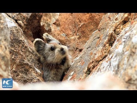 Endangered ili pikas captured on camera