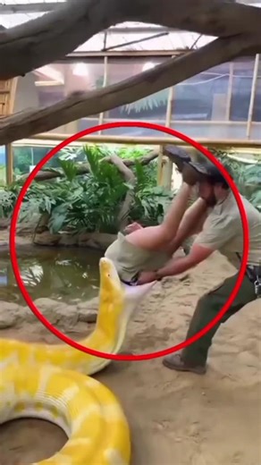 He saved her from the python 😱😱😱