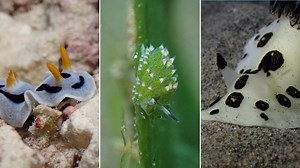PHOTOS: These Rare and Fascinating Sea Slugs are Found Right Here in the Philippines
