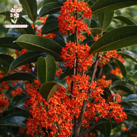 Red Flowering Fragrant Tea Olive Starter Plant, Osmanthus Evergreen Shrub, Sweet Aroma Blooms - Etsy