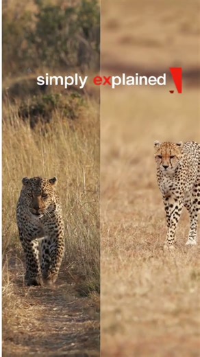 Leopard or Cheetah? most people get this wrong!#leopardconservation #goldenleopard #learning #facts