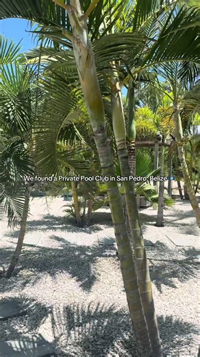 Remember that Private Pool Club in San Pedro, Belize? Remember that amazing dinner we had? Well, they also make show stopping Breakfast 🍳 Want to know where to find it? Comment and ask! I don’t mind sharing 💚 🇧🇿 #Belize #SanPedro