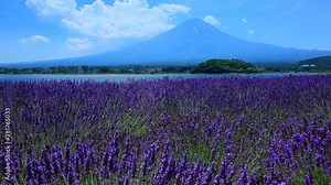 Lavender field and Mount Fuji, Yamanashi Prefecture, Japan