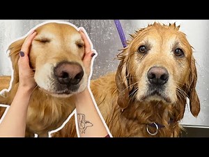 The most golden of Golden Retrievers that has ever Goldened