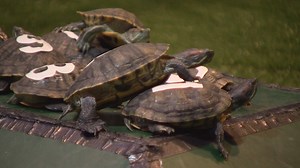 48K views · 495 reactions | Turtle races are the next big (and slow)...