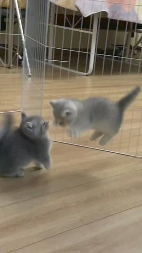 Haha #cat #babycat | Chippy Kitten