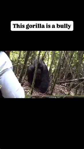 15K views · 151 reactions | What to Wear When Gorilla Trekking in...