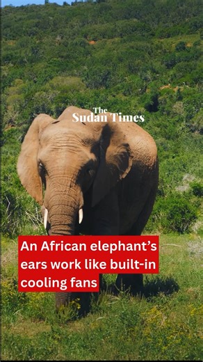 African elephants are the largest land animals on Earth—and their ears help them stay cool like natural air conditioners. #Africa #Elephants | The Sudan Times