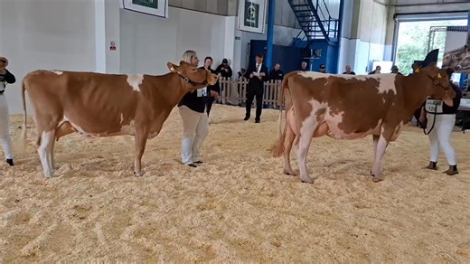 Video of Championship. | English Guernsey Cattle Society