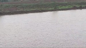 1.3K views · 19 reactions | लातूर जिल्ह्यात पावसाची हजेरी... | ABC Marathi | Facebook