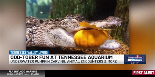 Fall into some underwater fun times at the Tennessee Aquarium!