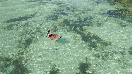 John Vernon on Reels