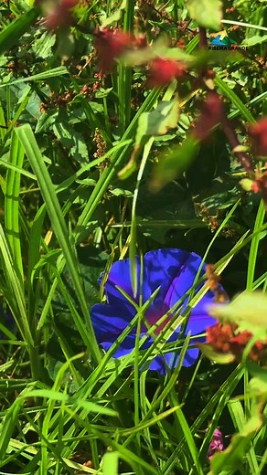 3.7K views · 29 reactions | CASERMEL INAUGURA PRIMEIRO APIÁRIO COMUNITÁRIO Fica localizado no Pico do Alho, Ribeira Grande e resulta de uma parceria com a Euroscut, contando igualmente com o apoio do Governo dos Açores. #CMRG #RibeiraGrande | Câmara Municipal Ribeira Grande | Facebook