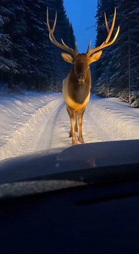 No traffic for you today | Wild Animal Encounters