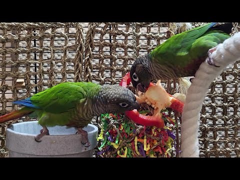 7 hours of relaxing conure parakeet sounds