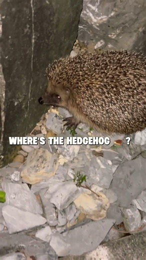 My first time seeing a hedgehog 🦔🔥🤩#nature#hedgehog #shorts#fyp