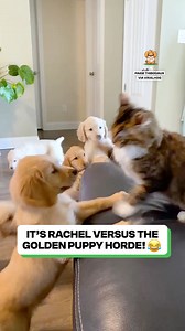 One cat vs The chaos 🐱💥 | Fluffy Animals