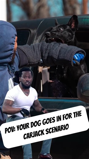 Training the PSA Car-Jack scenario. Probably shouldn’t approach my passenger side until we get to the drive capping. #psa #sportdog #protectiondogs #dogtraining #belgianmalinoisoftiktok