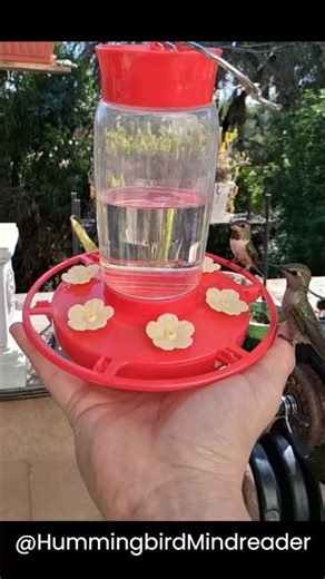 Hummingbird Finger Landing