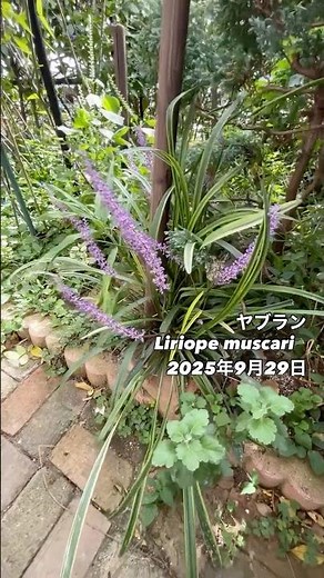 ヤブラン Liriope muscari2025年9月29日学名：Liriope別名：リリオペ科名：ユリ科分類：多年草（常緑）原産地：日本