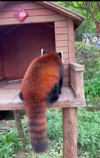 A red panda is a charming, tree-dwelling mammal known for its fluffy, rust-colored fur, playful antics, and bamboo-munching habits. #RedPanda #FYP #AdorableWildlife #FluffyFriends #NatureVibes