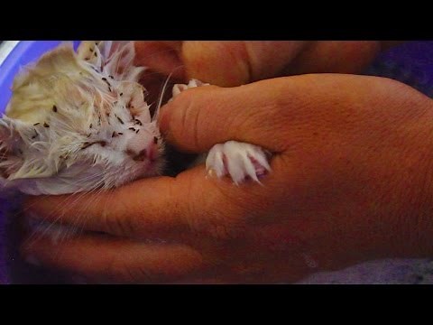 Graphic flea infestation kitten bath Gone wrong pt 2